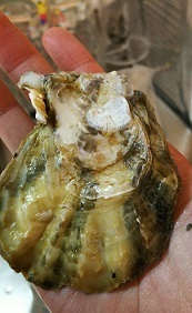 竹崎牡蠣
