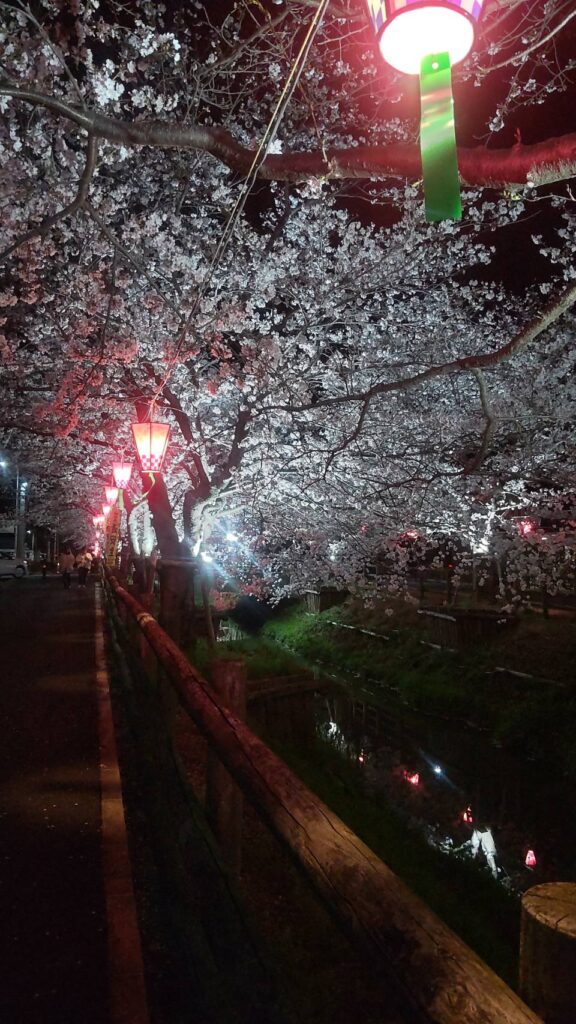 ゆめタウン佐賀東側桜